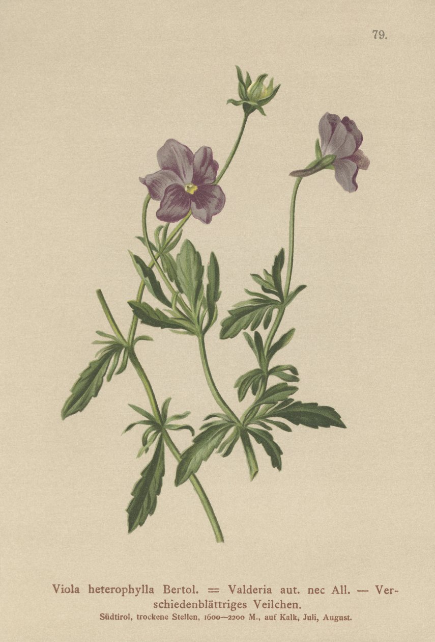 Valderia Violet (Viola heterophylla, Viola Valderia)  by German School