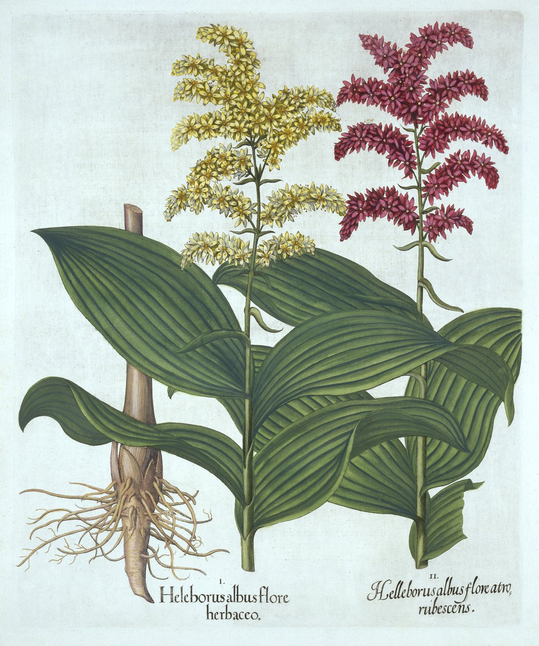 Veratrum (from Hortus Eystettensis by Basil Besler) by German School