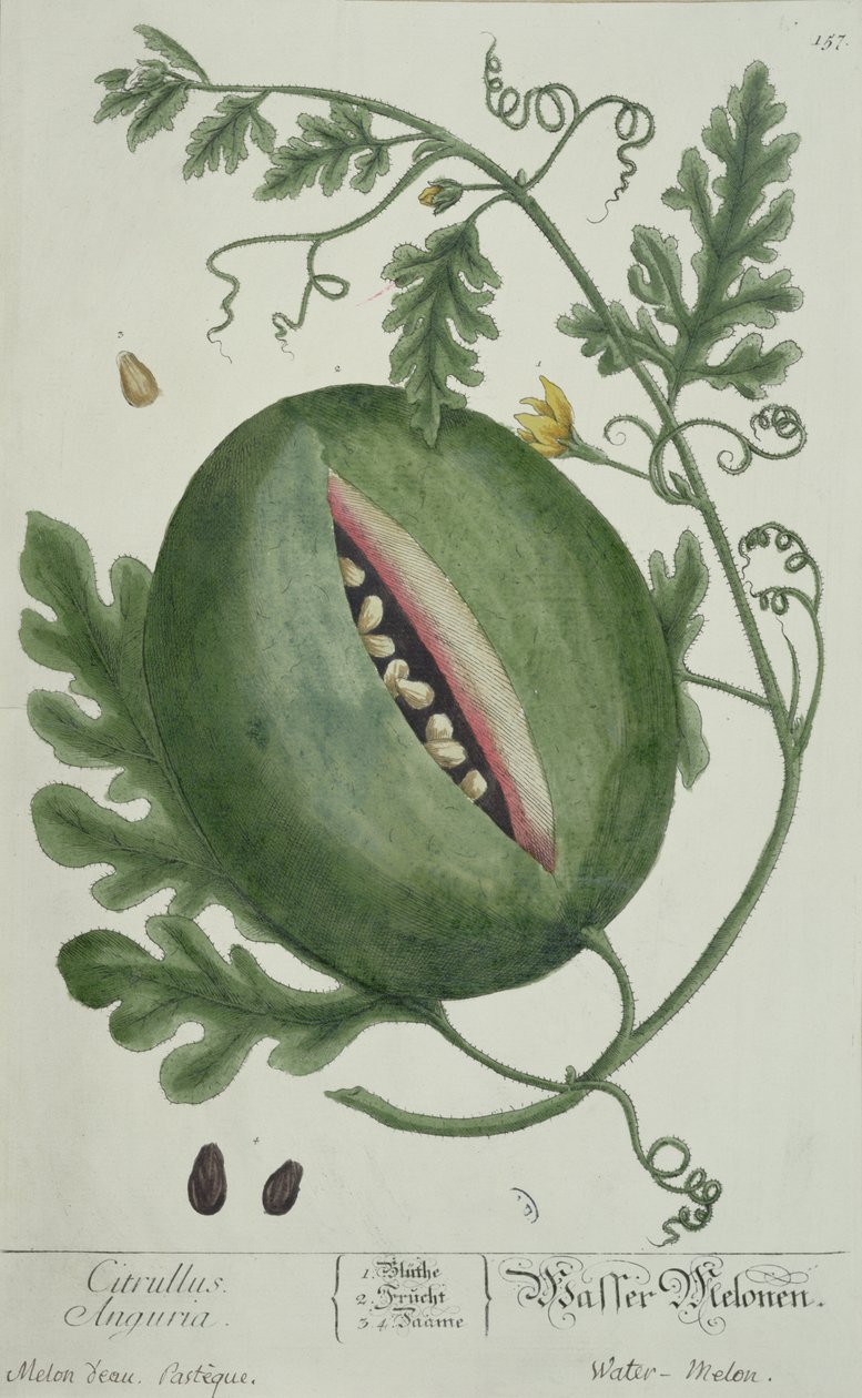 Watermelon, from A Curious Herbal, German edition, published 1757 by German School