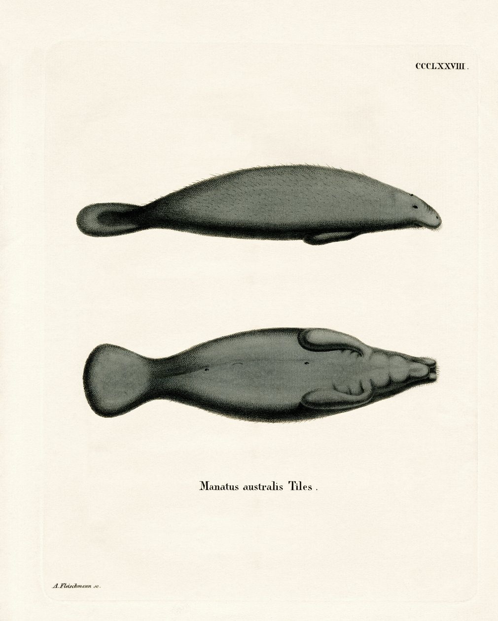 West Indian Manatee by German School