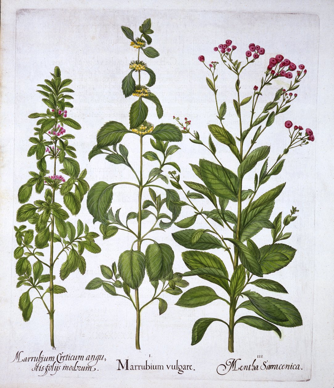 White Horehound, Horehound and Mint, from Hortus Eystettensis by German School
