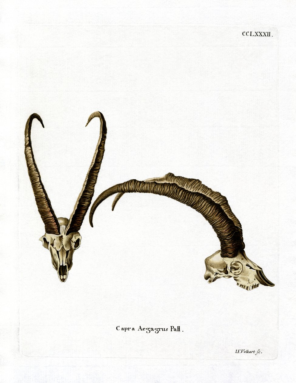 Wild Goat Horns by German School