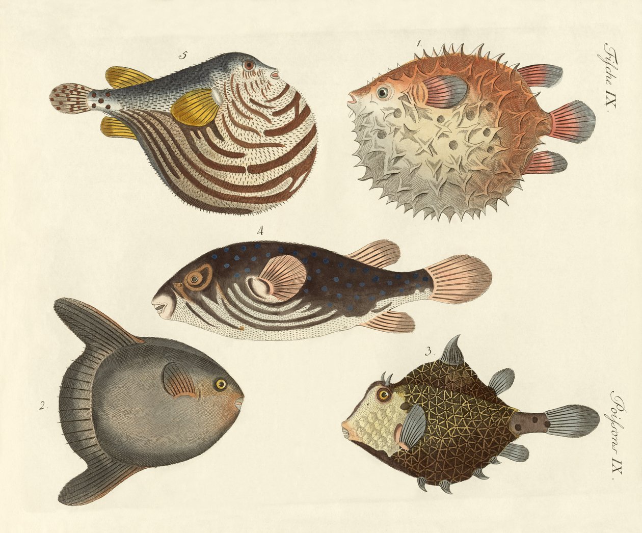 Wonderful Fish by German School: Buy fine art print