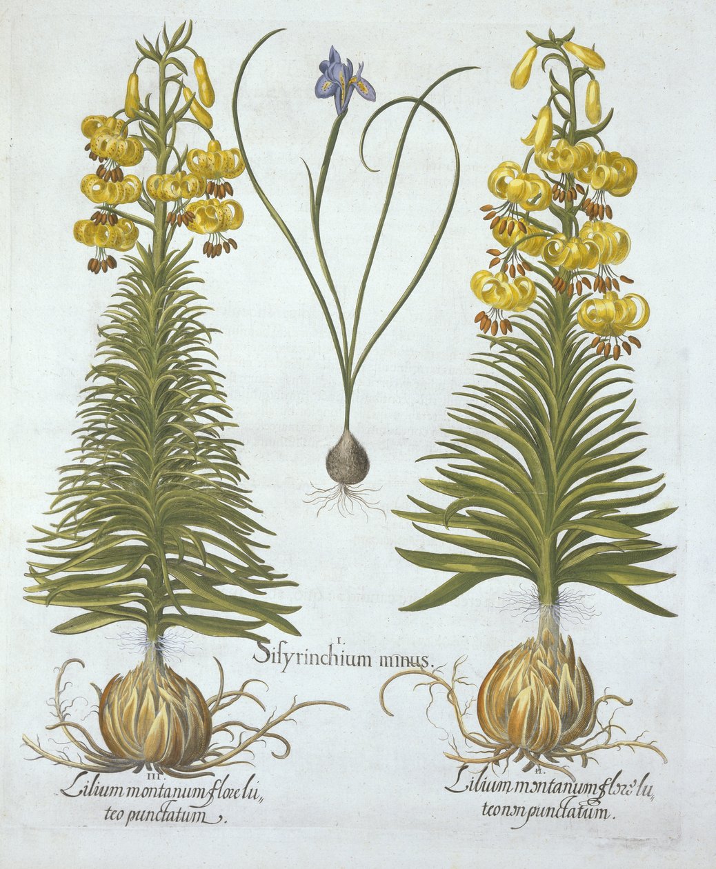 Yellow Turkscap Lily with Bulb and Dwarf Blue-Eyed Grass, from Hortus Eystettensis by German School