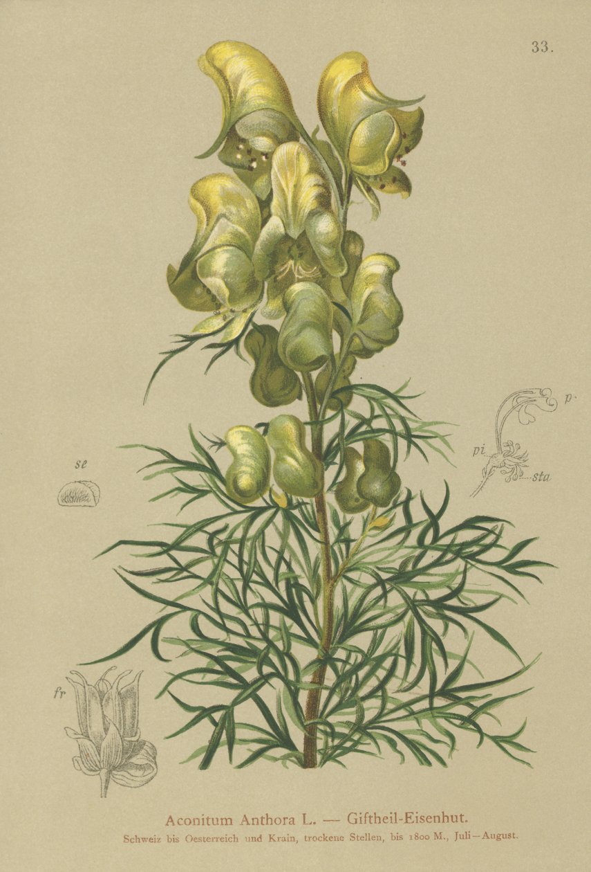 Yellow Monkshood by German School