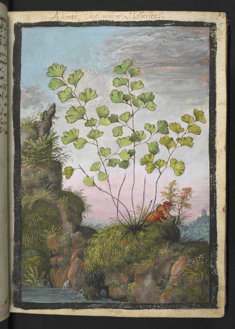 Adiantum capillus-veneris, from 