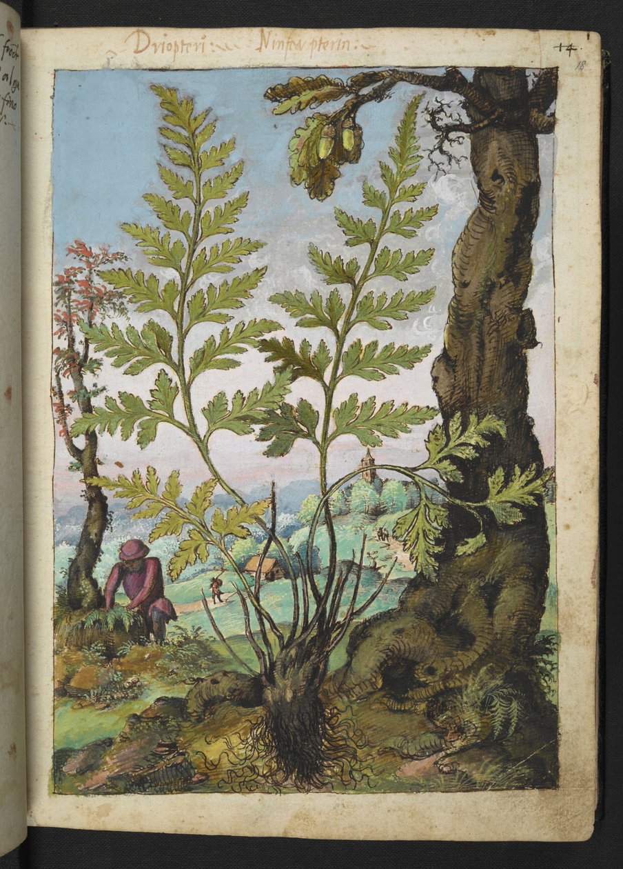 Asplenium adianthum nigrum, from 