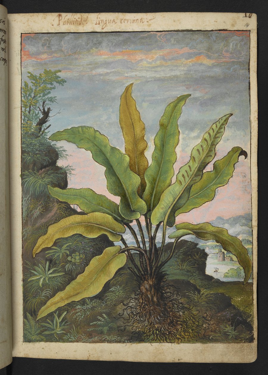 Asplenium scolopendrium, from 