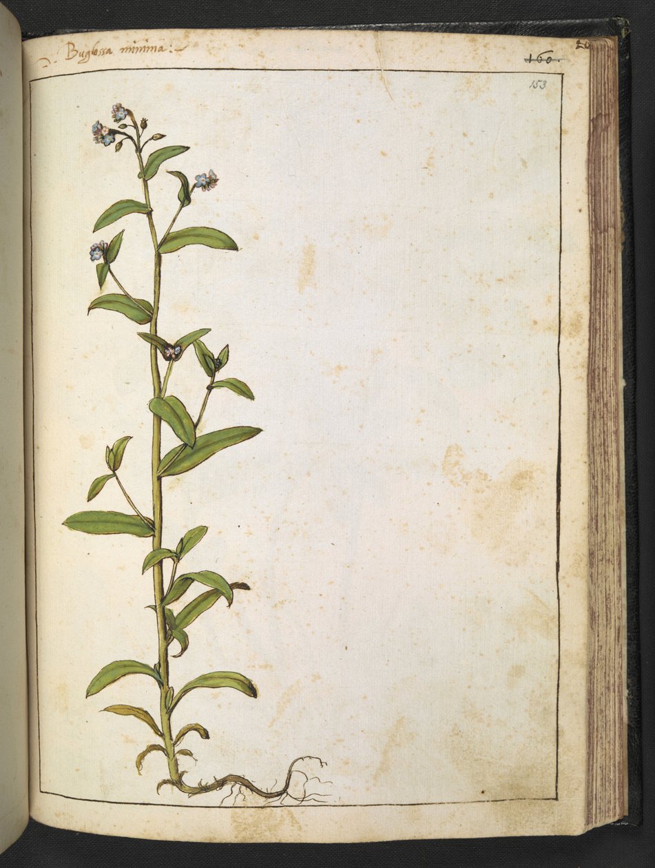 Buglossa, Anchusa azurea (Loddon Royalist), from 