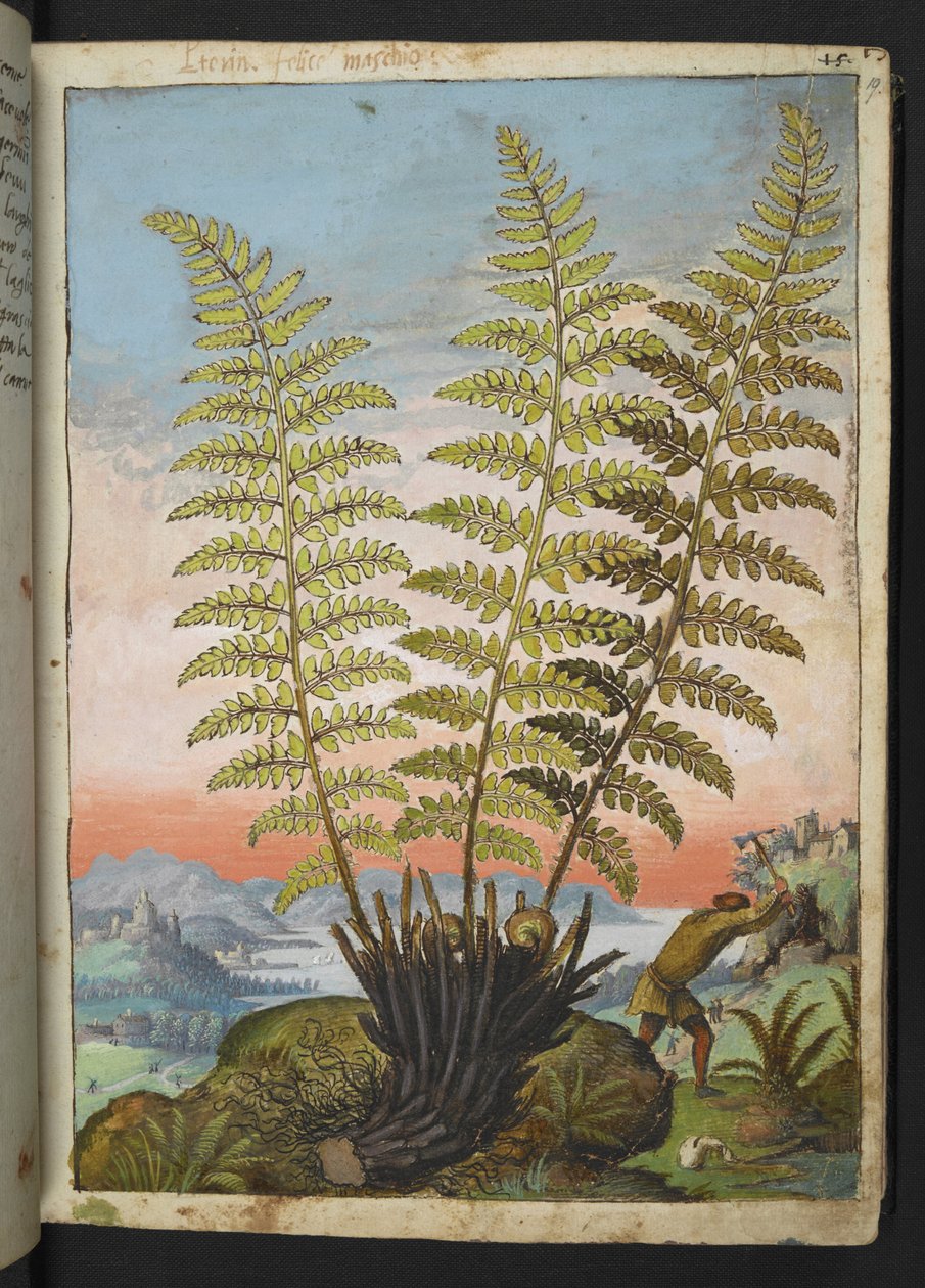 Dryopteris filix mas: A fern, from Paintings of Flora of the Roman States by Gherardo Cibo by Gherardo Cibo