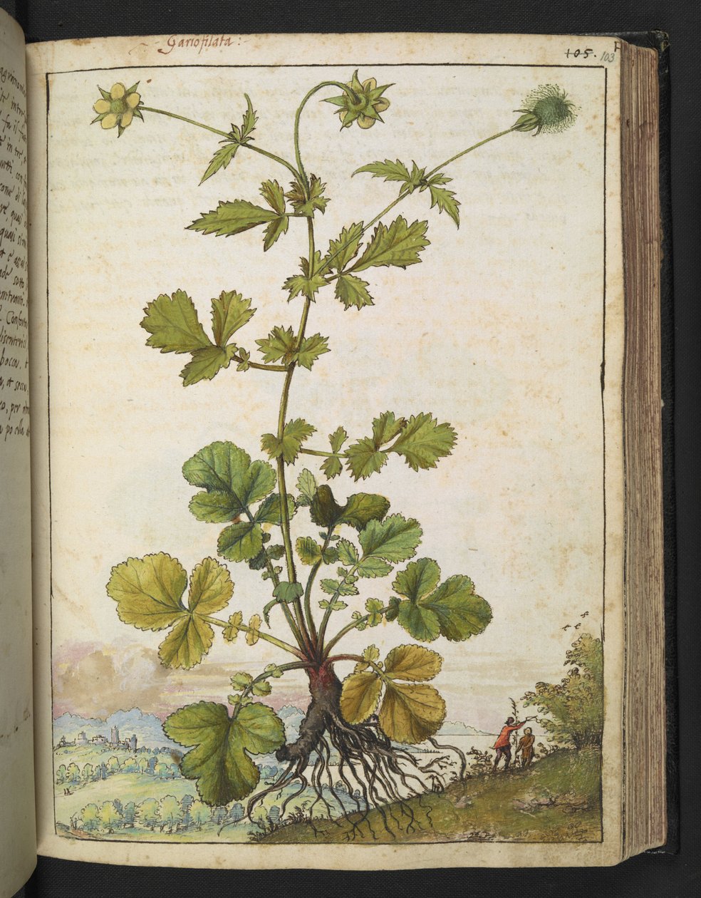 Geum urbanum, from Paintings of Flora of the Roman States by Gherardo Cibo by Gherardo Cibo