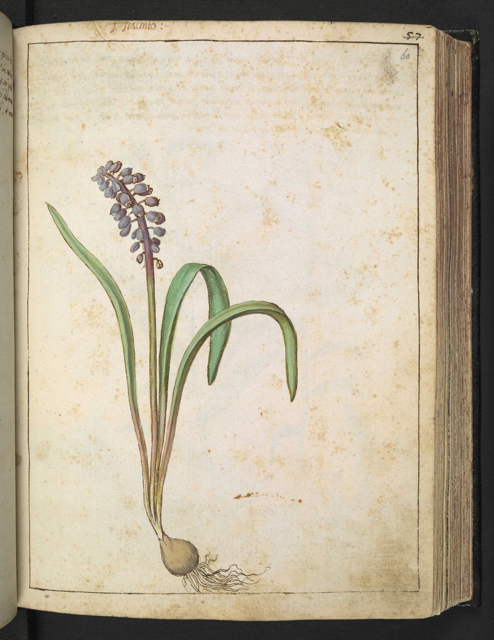 Hyacinthus, from Paintings of Flora of the Roman States by Gherardo Cibo by Gherardo Cibo
