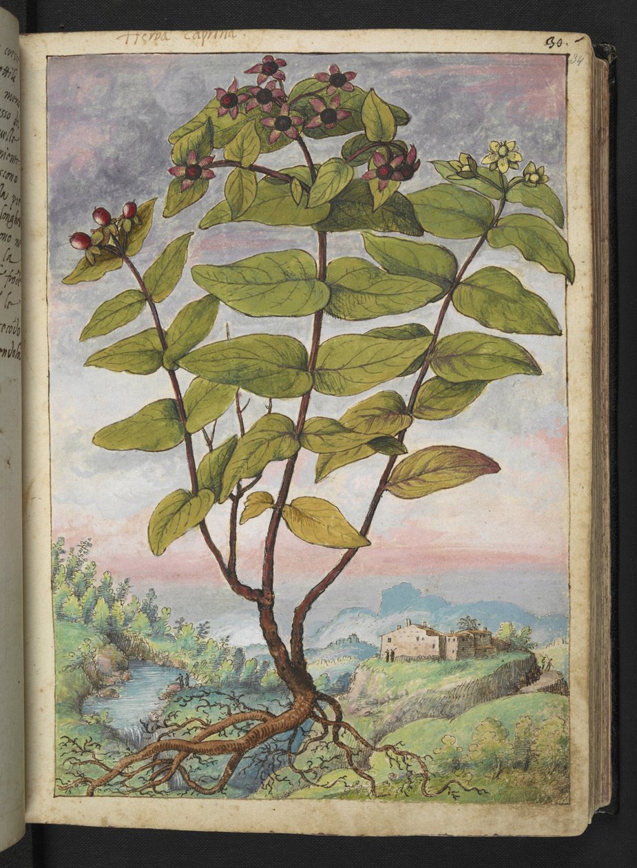 Hypericum hircinum, from 