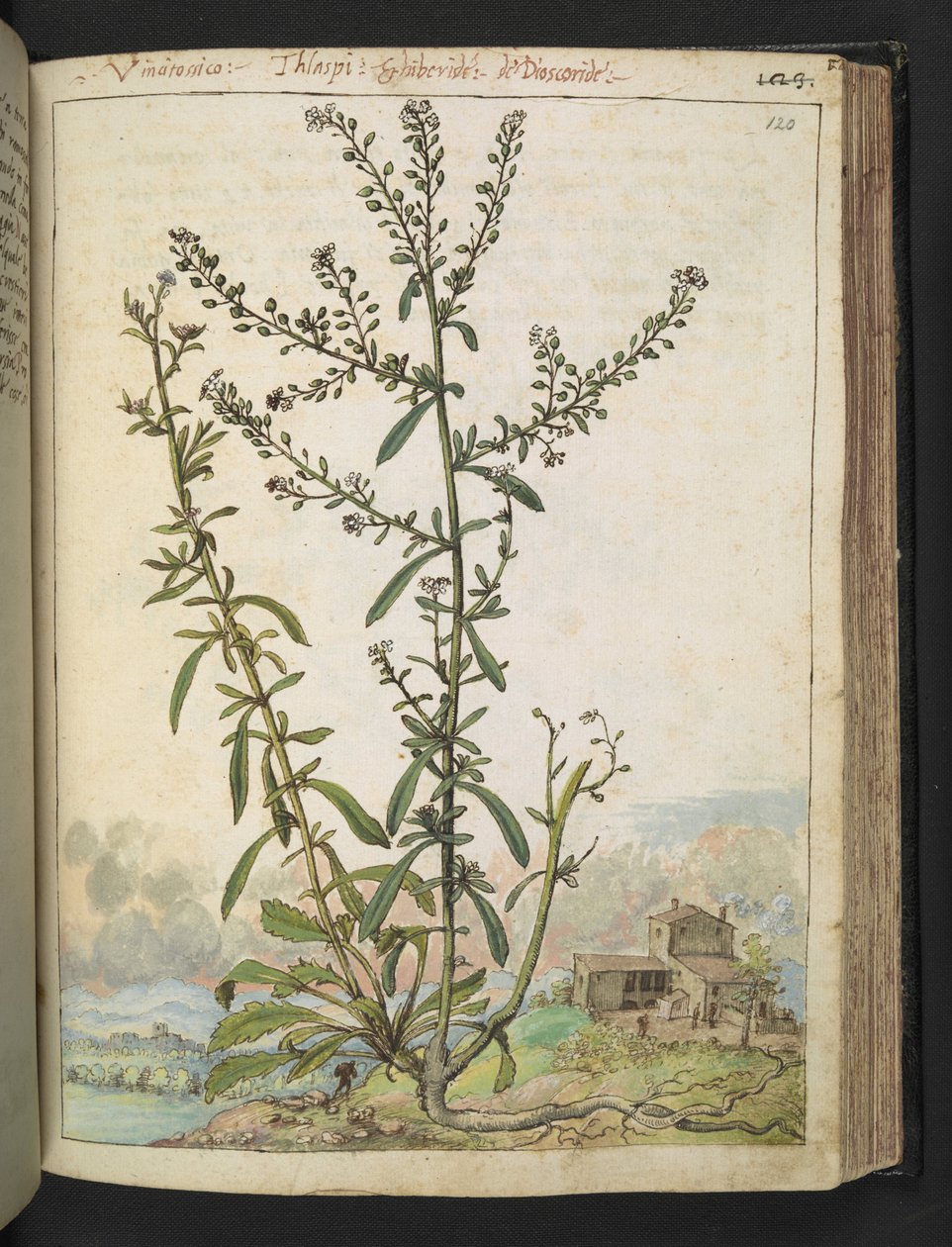 Lepidium graminifolium, from 