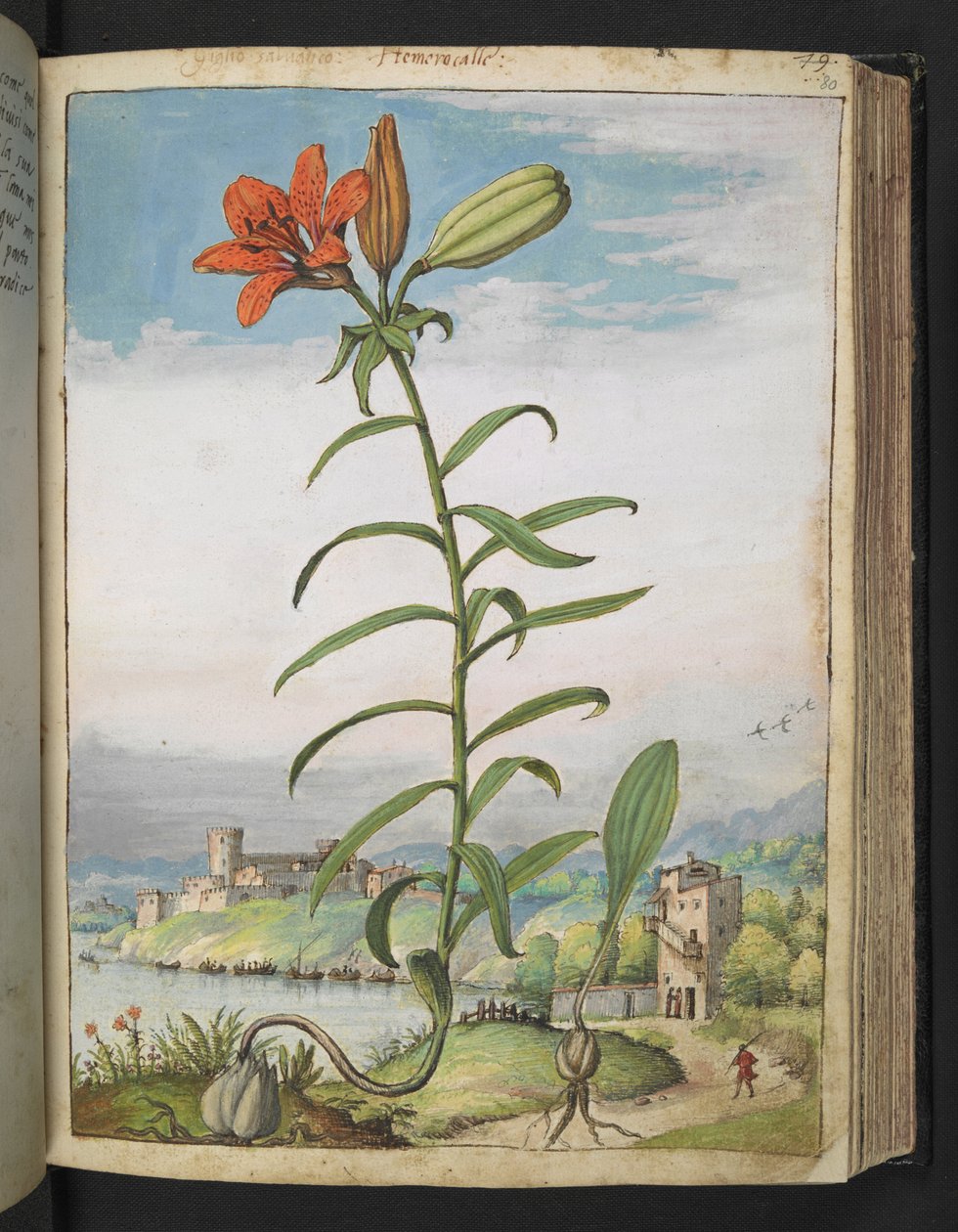 Lilium bulbiferum: A plant with red petals, from 