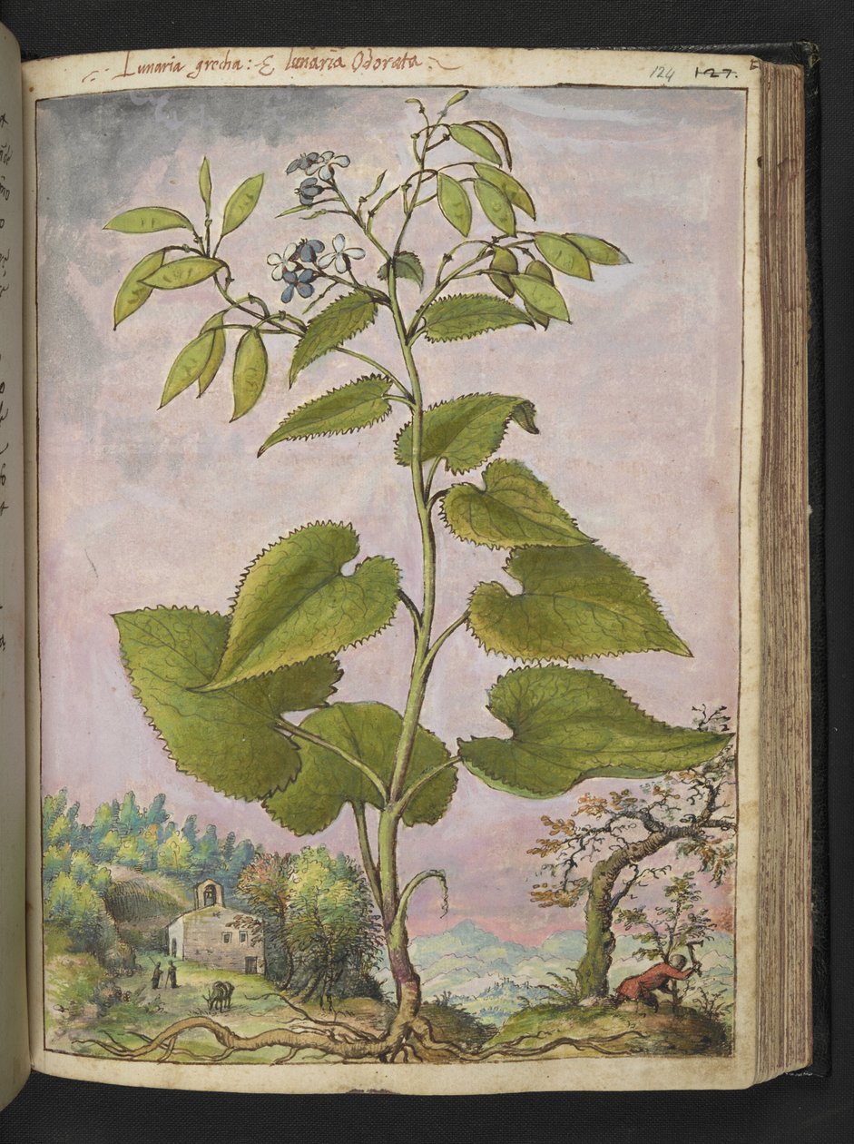 Lunaria redivivia, from 