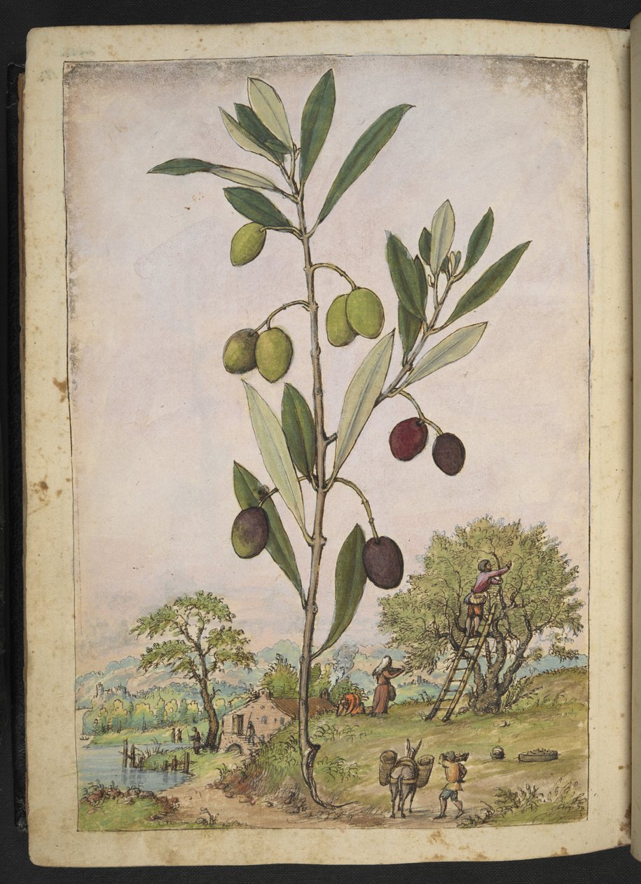 Olea europaea (Olive tree), from 