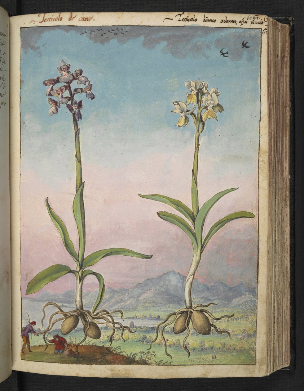 Orchis pallens: Two flowering plants, from 
