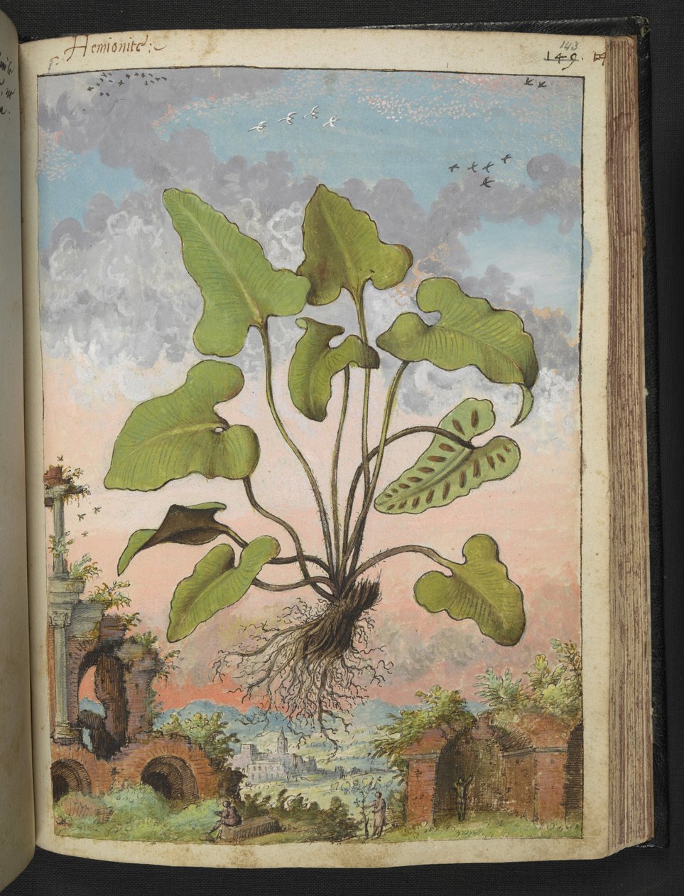 Phyllitis hemionitis, from Paintings of Flora of the Roman States by Gherardo Cibo by Gherardo Cibo