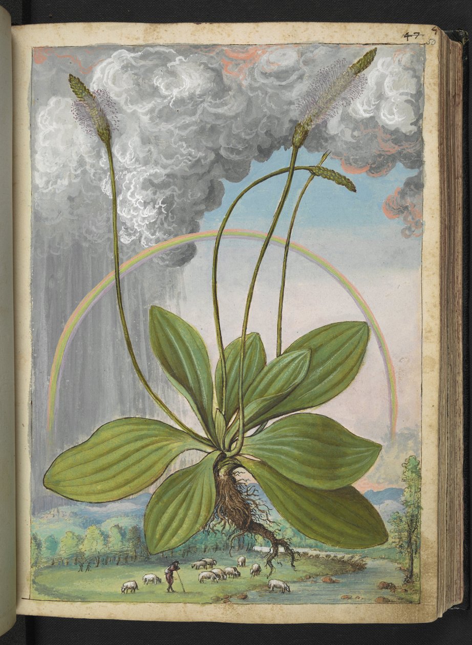 Plantago media, from 