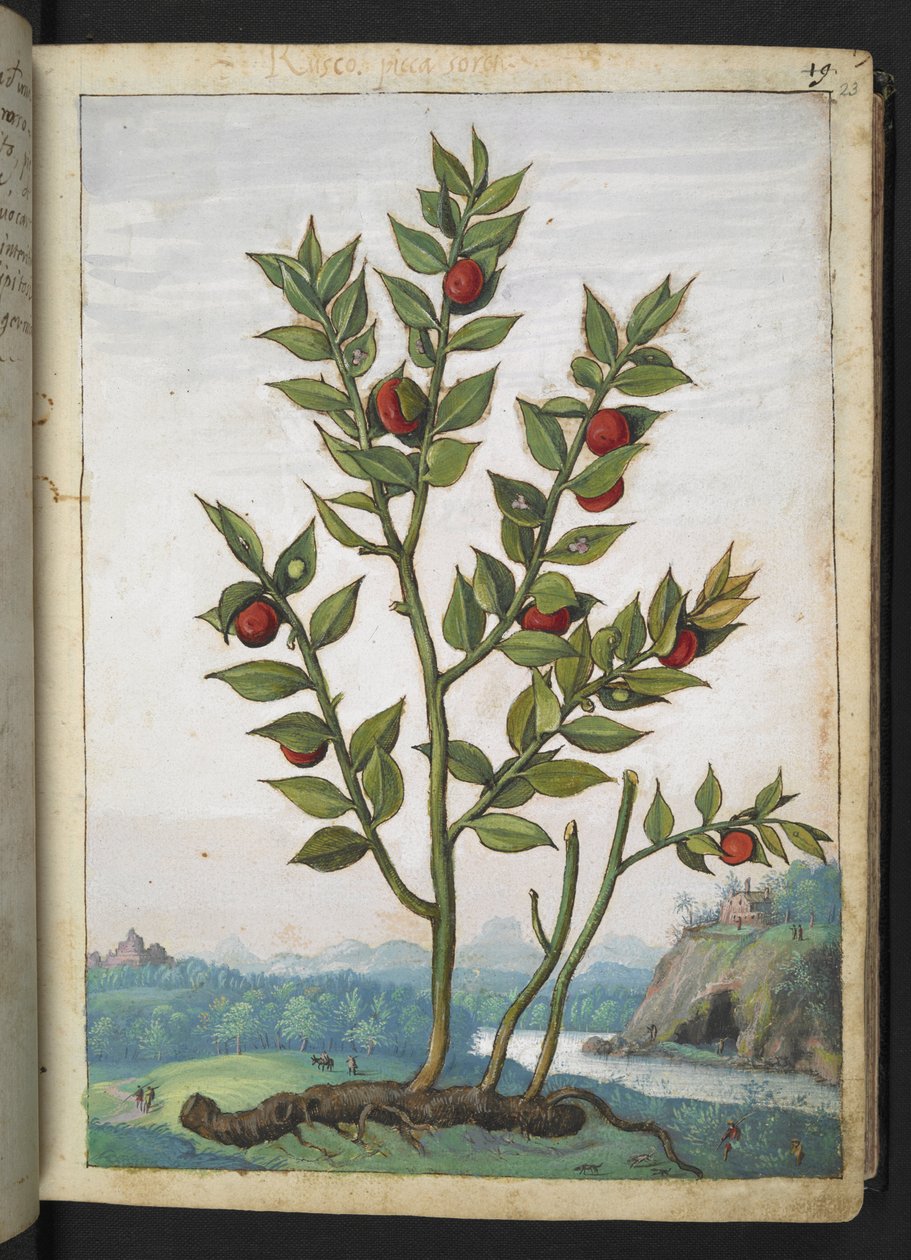 Ruscus aculeatus: A plant bearing red berries, from 