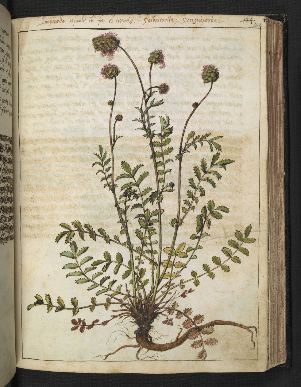 Sanguisorba Minor, from 