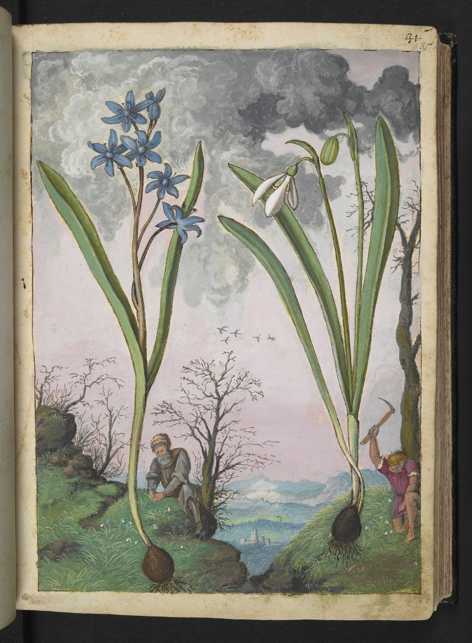 Scilla bifolia and Galanthus nivalis, from Paintings of Flora of the Roman States by Gherardo Cibo by Gherardo Cibo