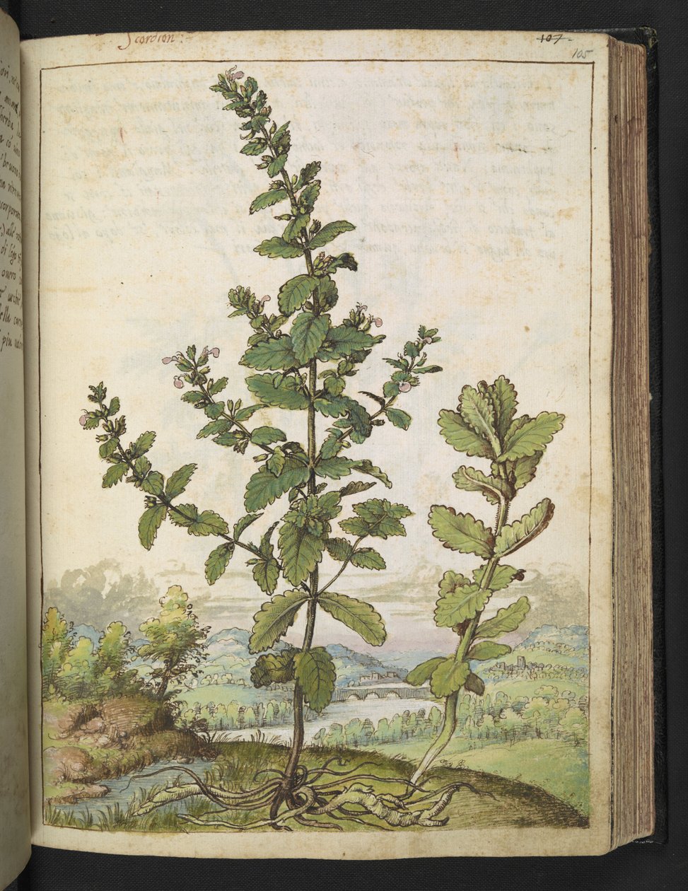 Teucrium scordium, from 