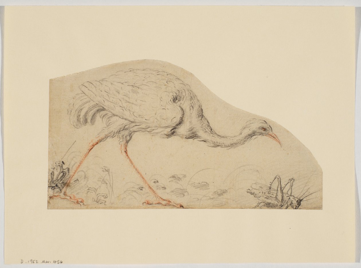Ostrich and grasshopper by Giovanni da Udine (after)