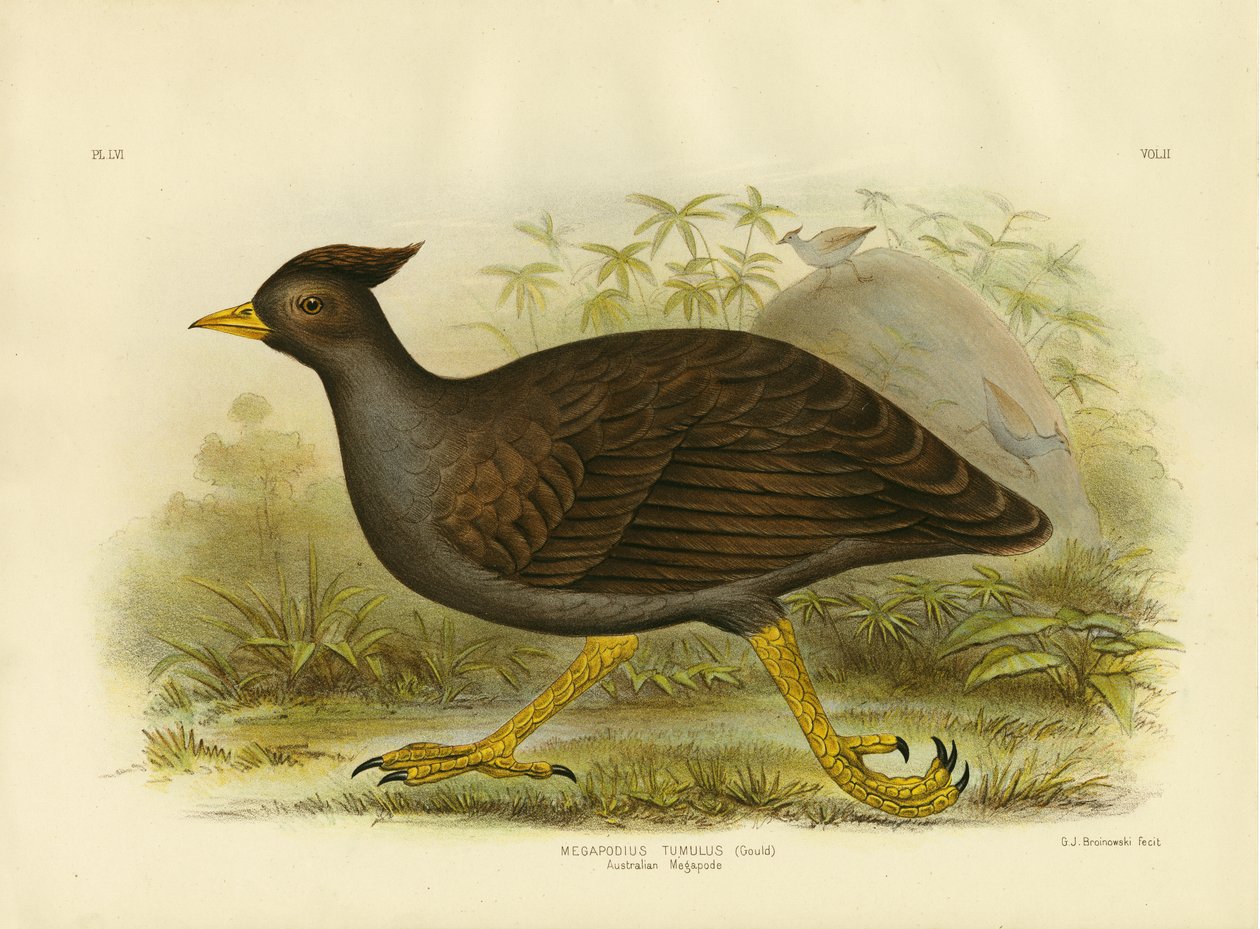 Australian Megapode, 1891 by Gracius Broinowski