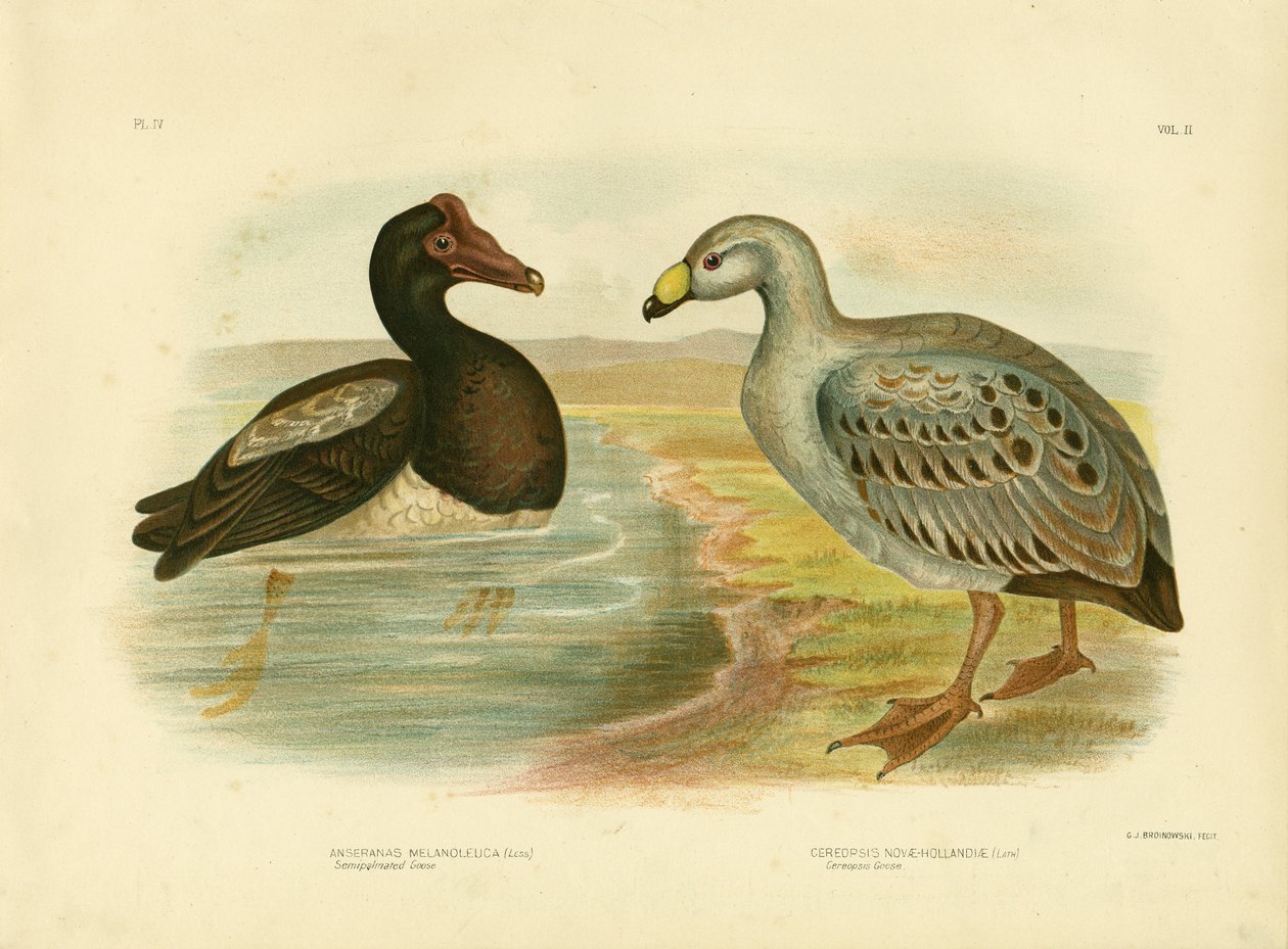Semipalmated Goose or Magpie Goose, 1891 by Gracius Broinowski