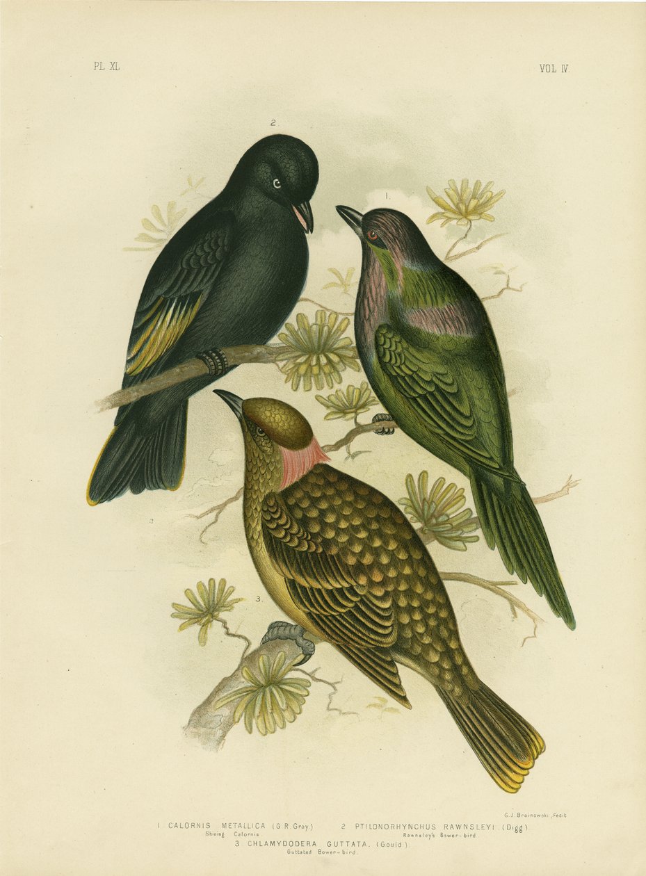 Shining Calornis or Metallic Starling or Shining Starling, 1891 by Gracius Broinowski