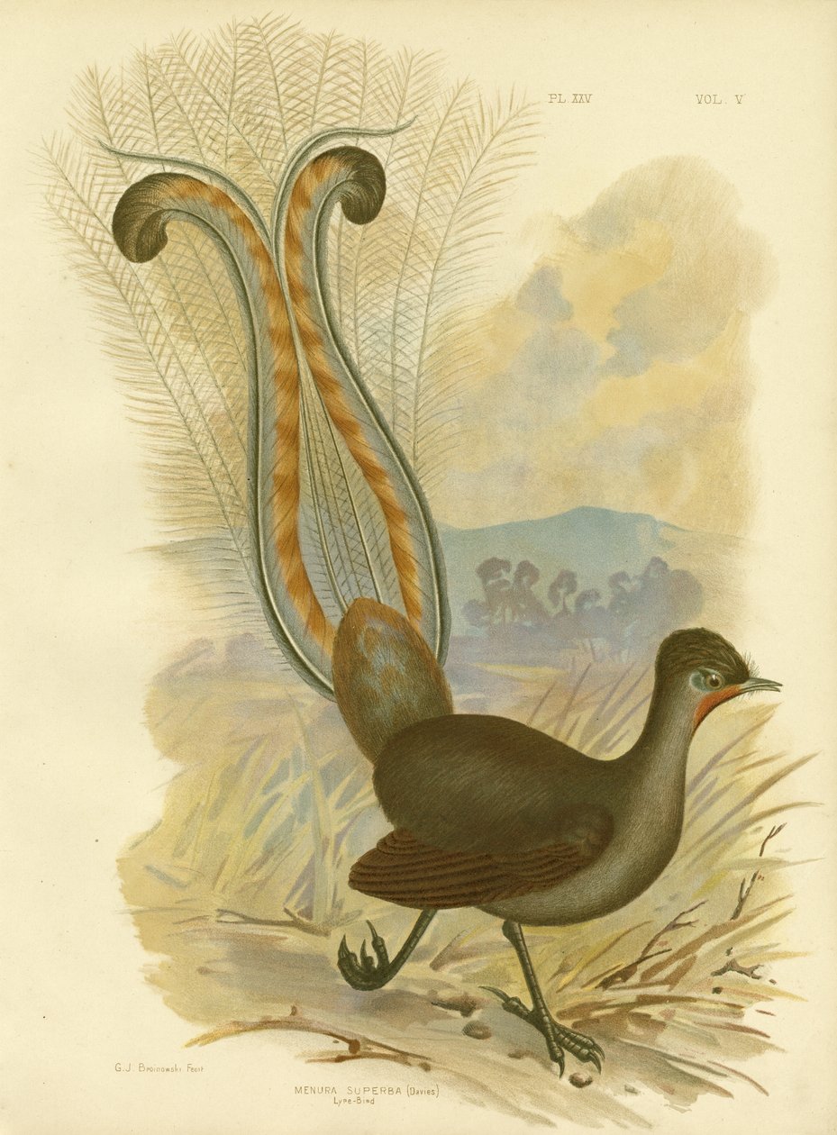 Lyrebird, 1891 by Gracius Broinowski