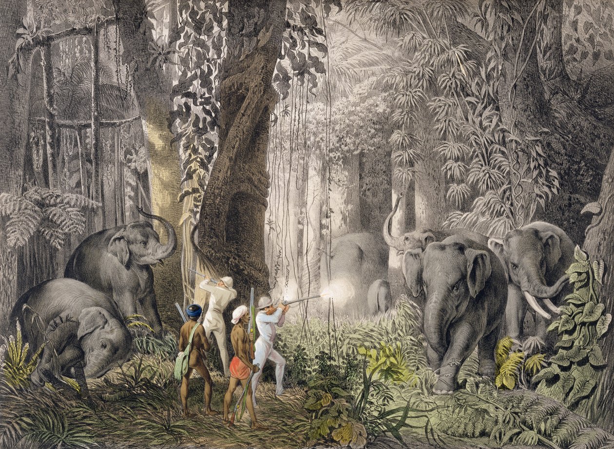 Elephant hunt in the region of Logalla, from Travels of Prince Emanual Andrasy in Eastindian Ceylon, Java, China and Bengal by Emanuel Andrasy