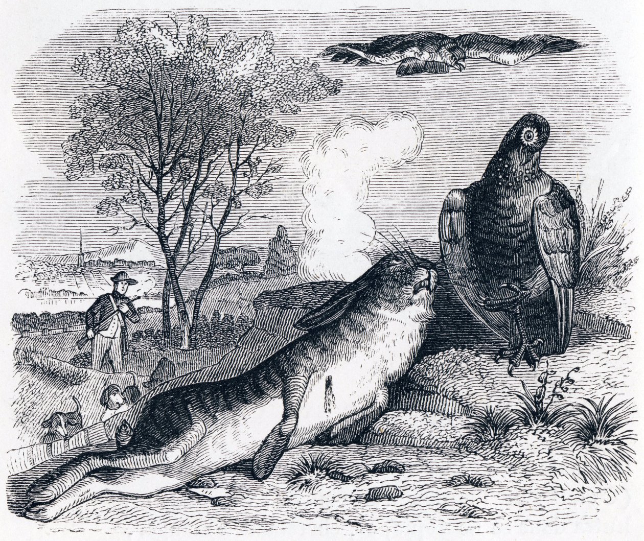 The Hare and the Partridge - Fables by La Fontaine by Grandville