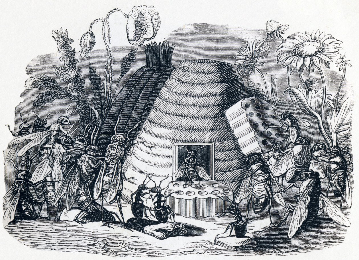 The Hornets and the Honey Flies - Fables by La Fontaine by Grandville