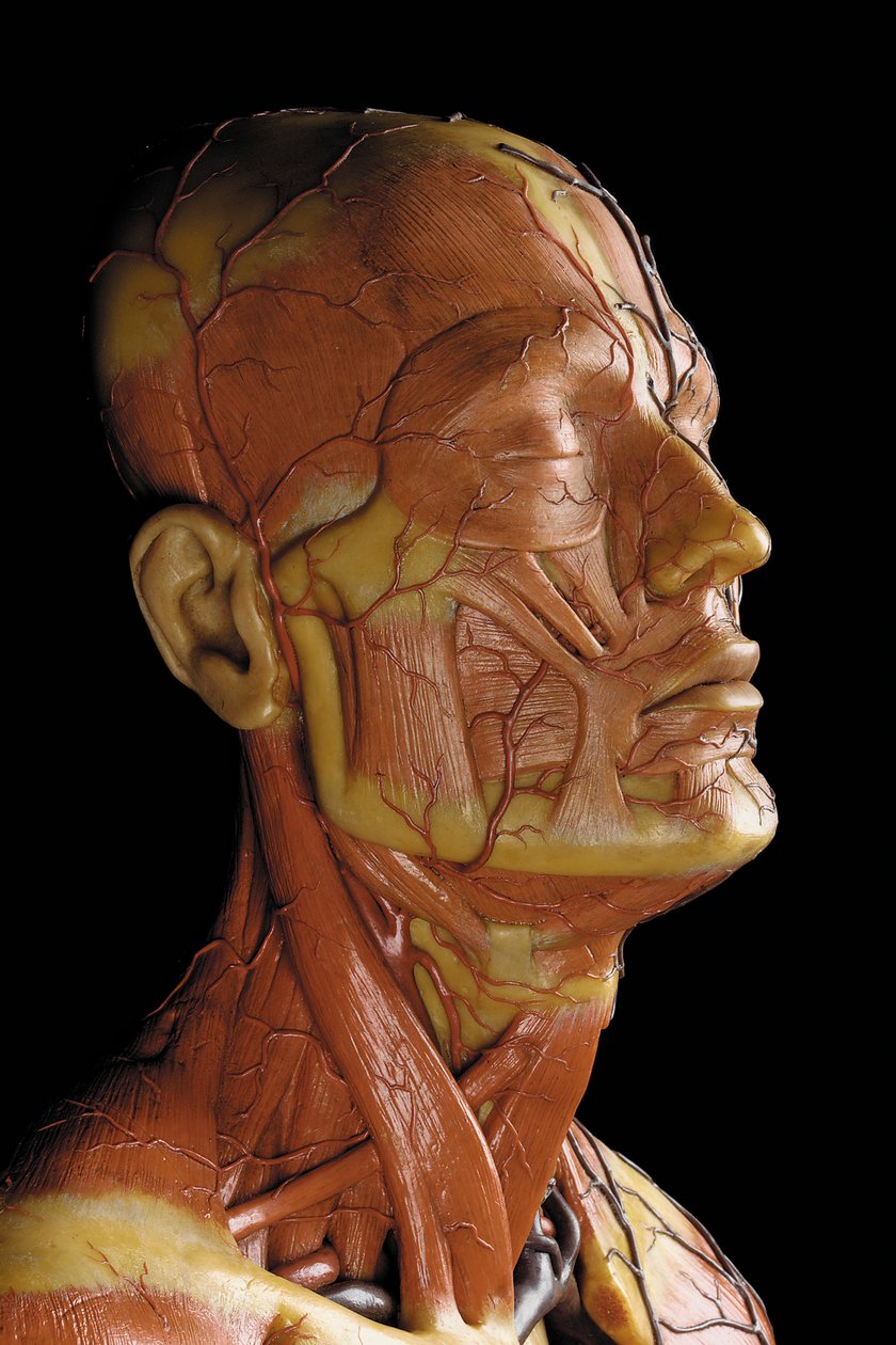 Detail of a male anatomical ecorche model, displaying muscles, arteries and veins, the circulation and nervous system by Gustav Zeiller