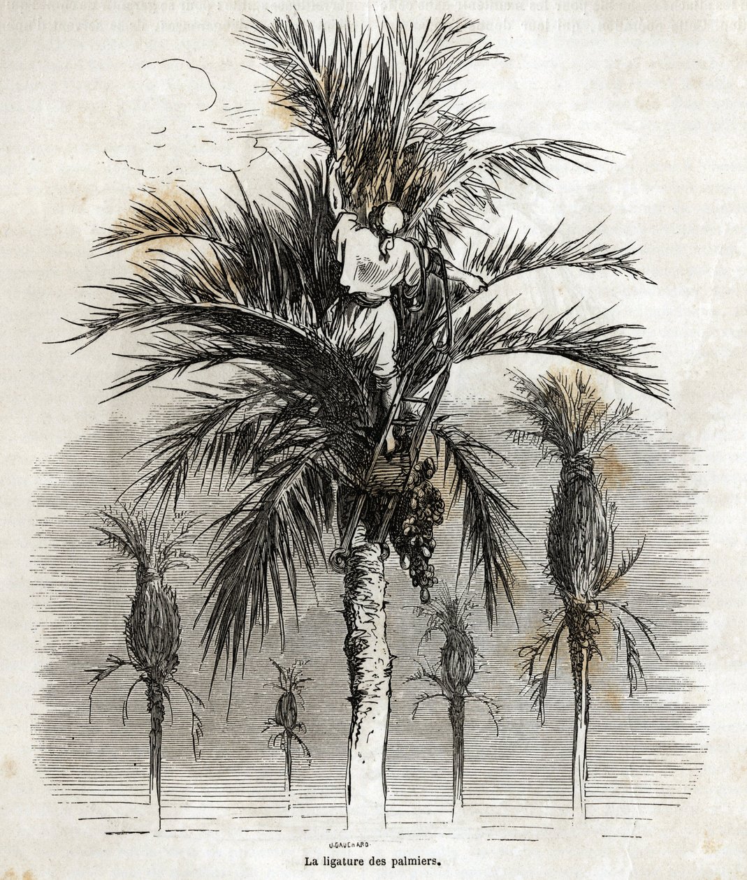 The ligation of the palm trees in Elche, with the aim of preserving the whiteness, in order to braid them, drawing by Gustave Dore, to illustrate his journey to Spain, in 1862, with Ch. Davillier. Engraving in Le tour du monde, edited by Edouard Charton by Gustave Dore