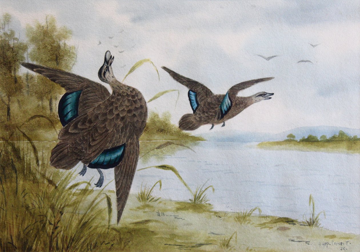 Pacific Black Ducks by H. H. Calvert