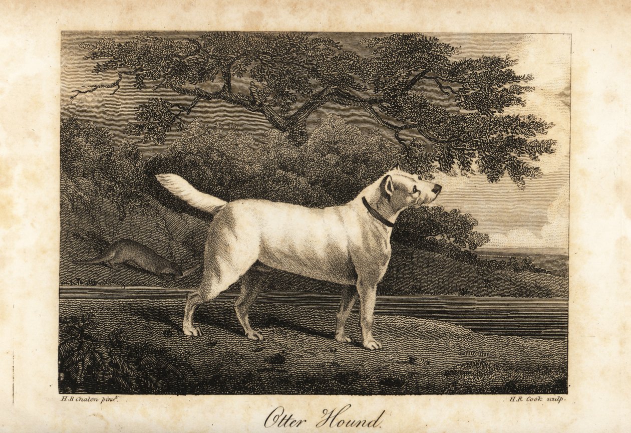 Portrait of the last remaining Otter Hound in Britain in 1812, owned by the Hon by H. R. Cook