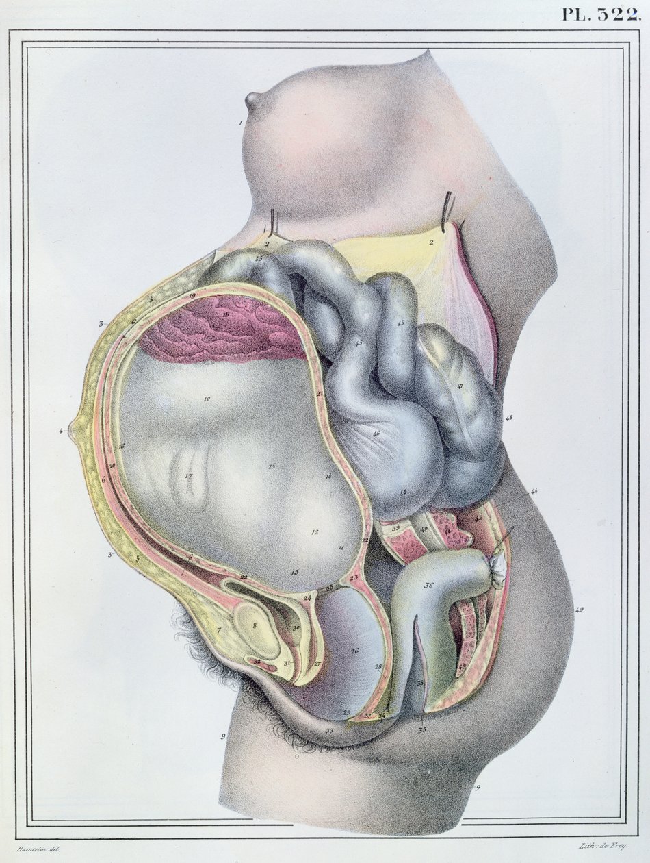 Anatomy of a Pregnant Woman, from 