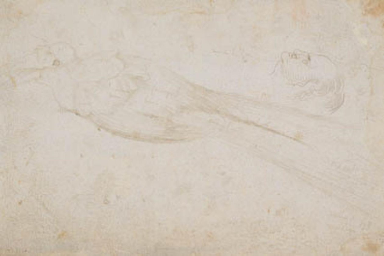 Male Bird of Paradise and the Head of a Middle-Aged Man in Profile to the Left by Hans Baldung Grien