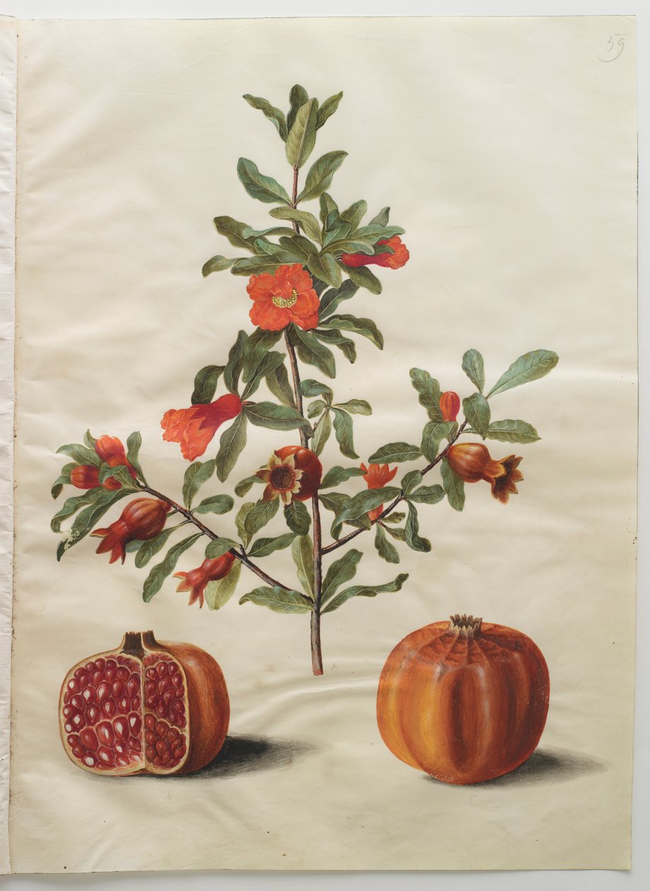 Punica granatum from the album Gottorfer Codex by Hans Simon Holtzbecher