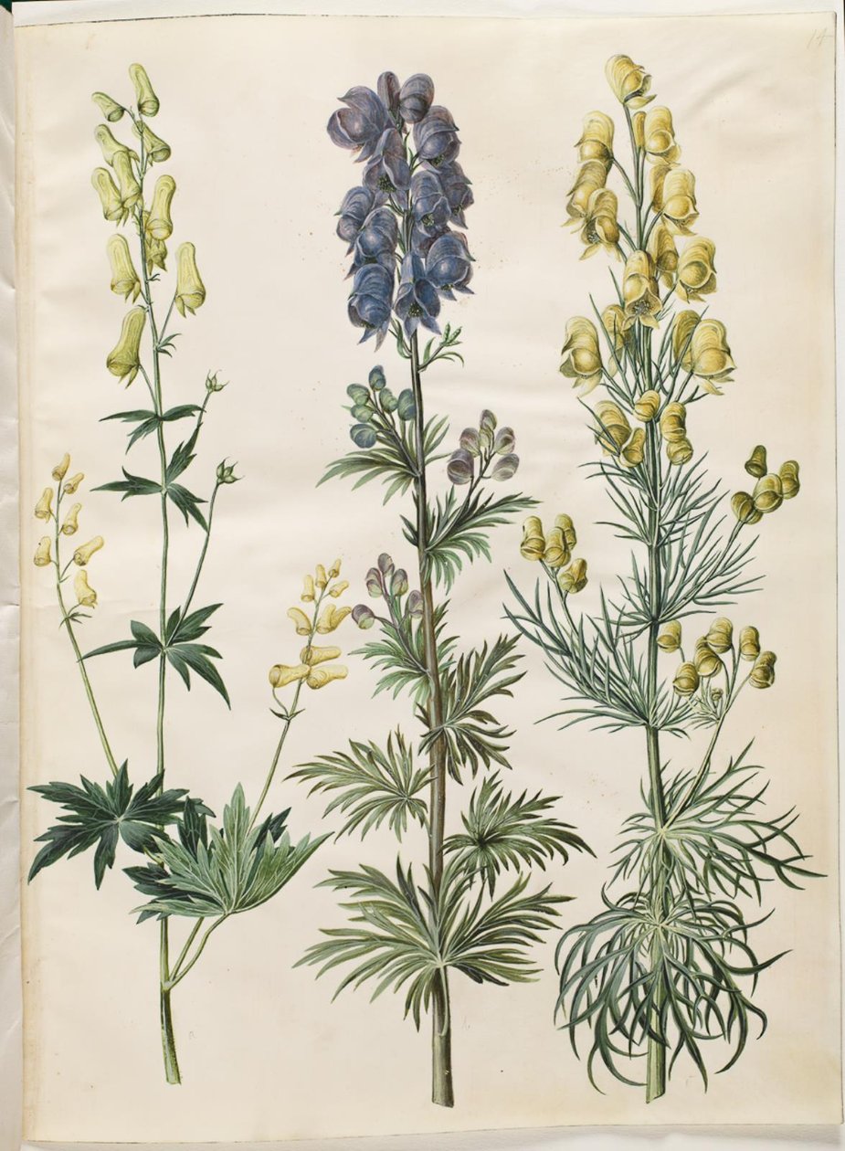 Aconitum lycoctonum; Aconitum napellus; Aconitum anthora by Hans Simon Holtzbecker