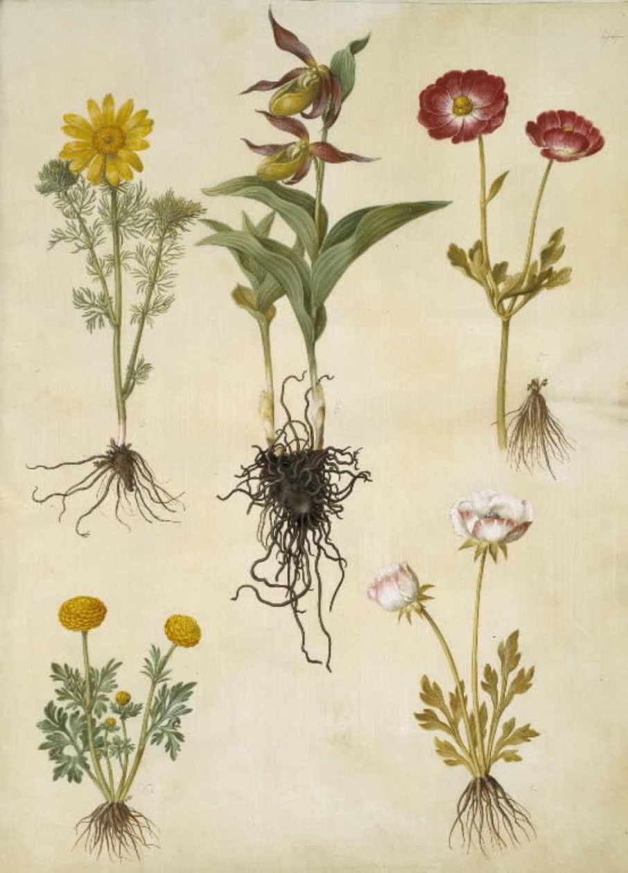 Adonis vernalis; Cypripedium calceolus; Ranunculus asiaticus; Ranunculus by Hans Simon Holtzbecker