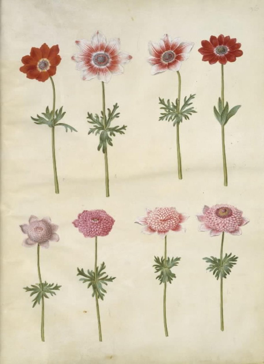 Anemone coronaria L. (French anemone); Anemone pavonina (peacock anemone) by Hans Simon Holtzbecker
