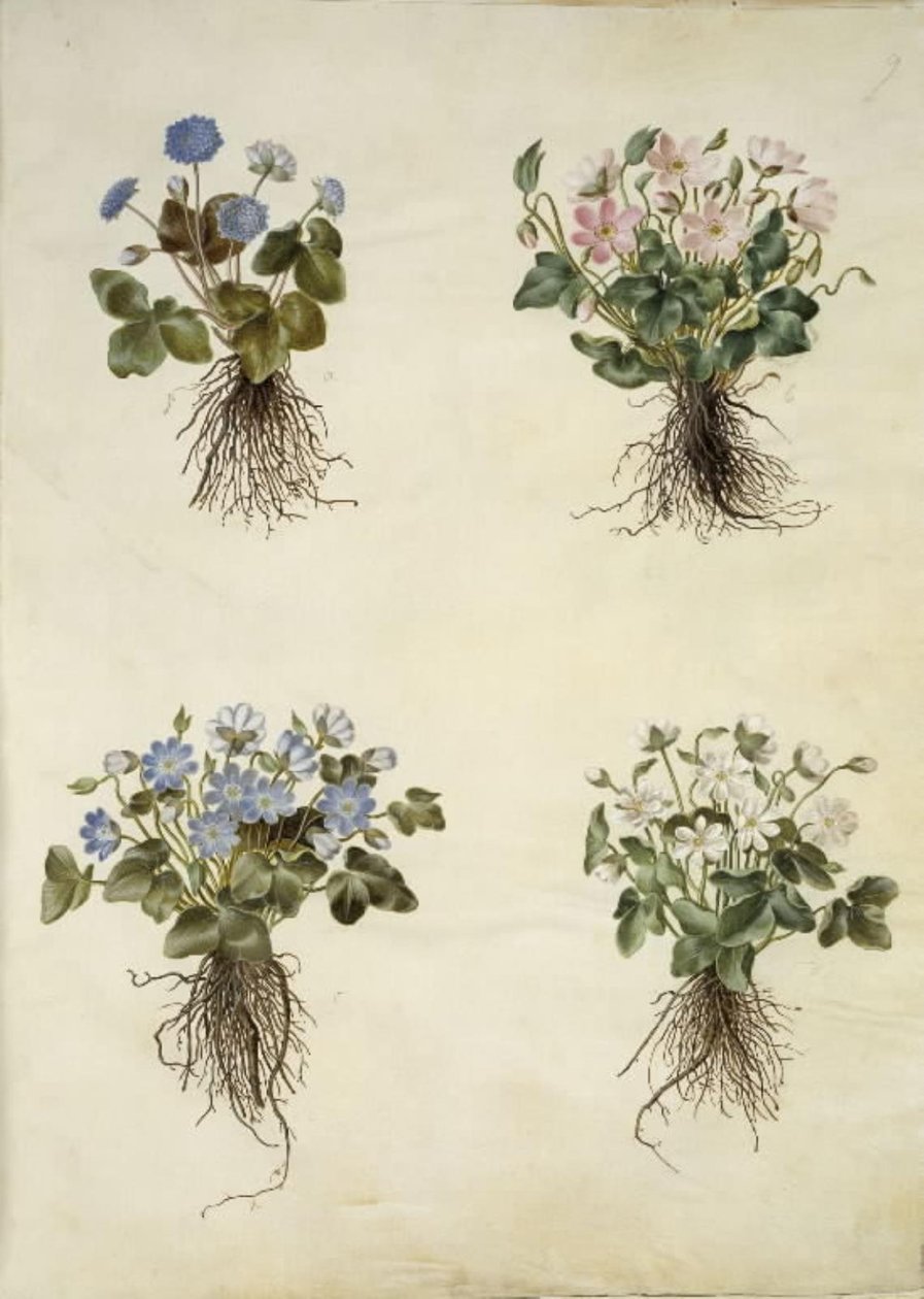 Liverleaf (Blue Anemone) by Hans Simon Holtzbecker
