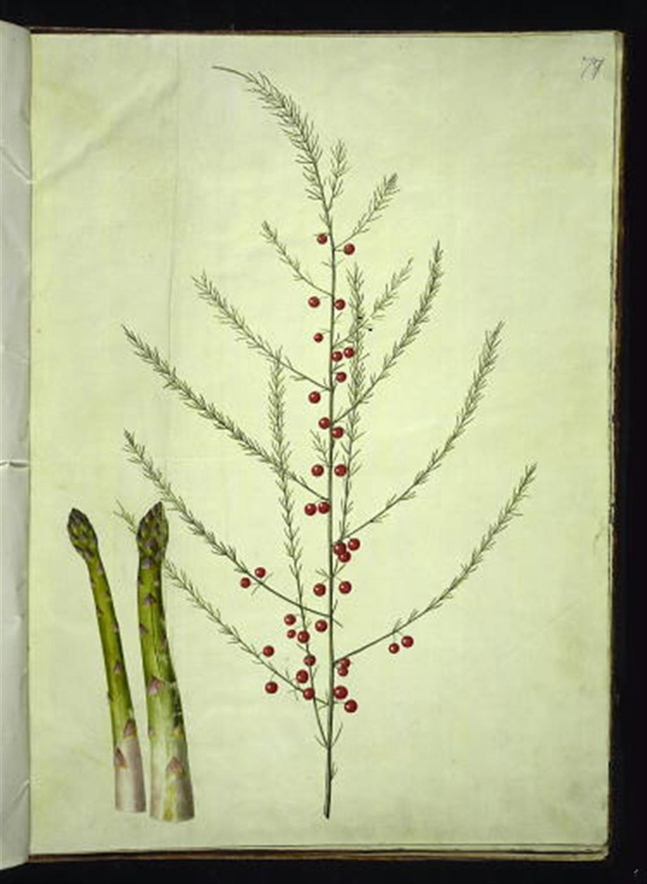 Asparagus officinalis (Common Asparagus) by Hans Simon Holtzbecker