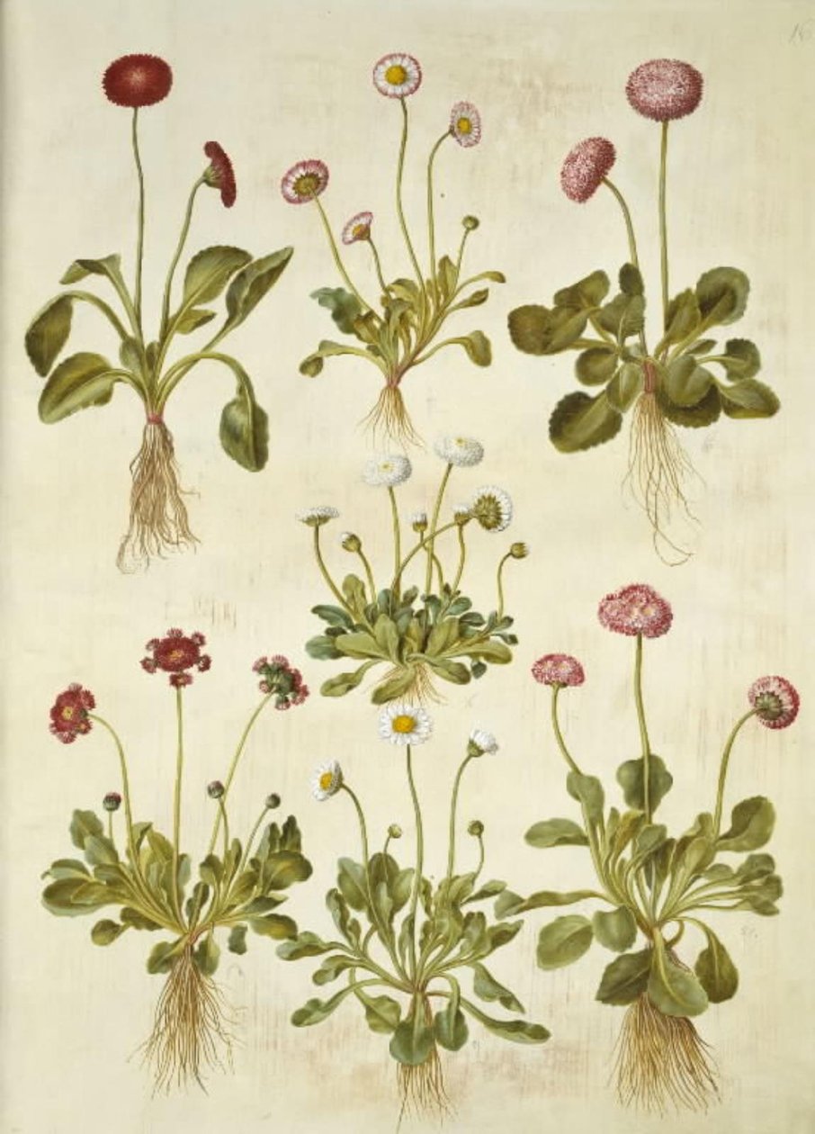 Bellis perennis (common daisy) by Hans Simon Holtzbecker