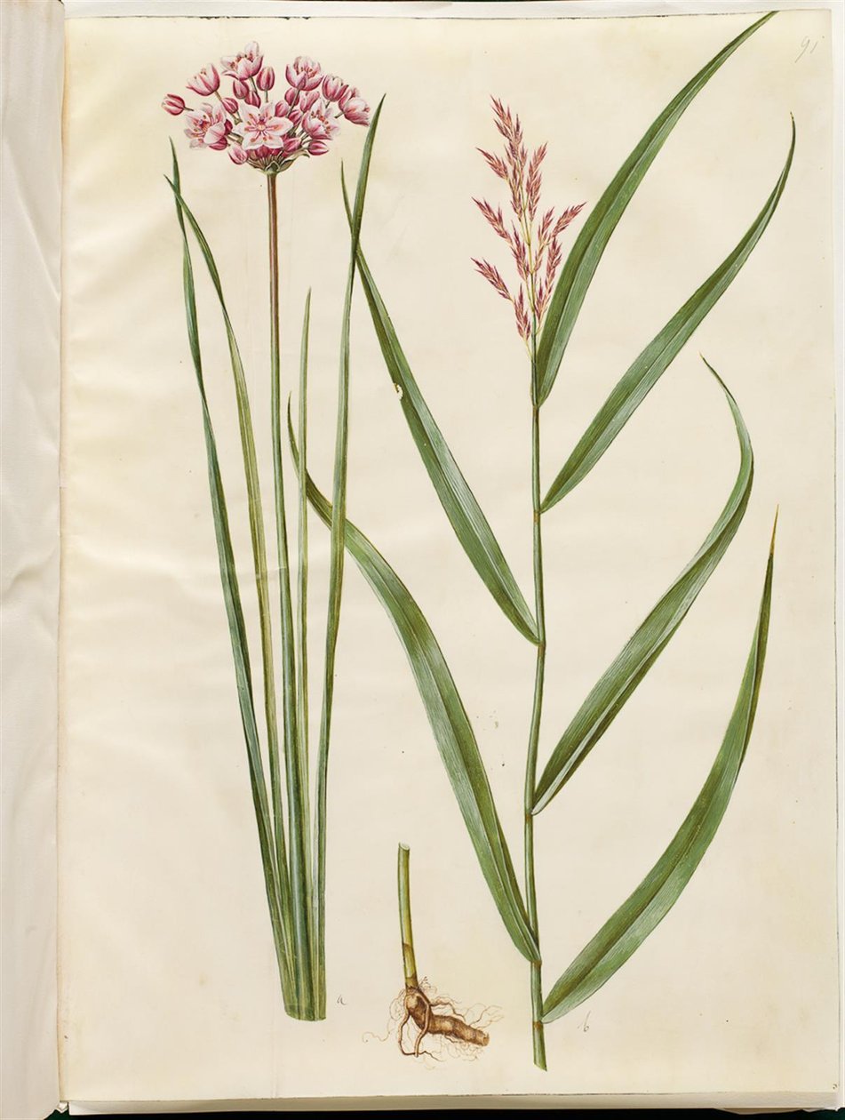 Butomus umbellatus (Flowering Rush); Phragmites australis (Common Reed)